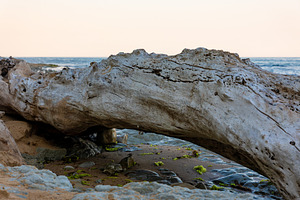 Large piece of driftwood rests on a rocky sandy beach, with gentle waves and so, a Background Photo by Ales Munt