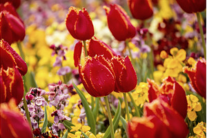 Red tulip flowers, a Nature Photo by Nature and travel