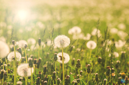 Field with white dandelions featuring dandelion, field, and flower, a Nature Photo by Elenglush