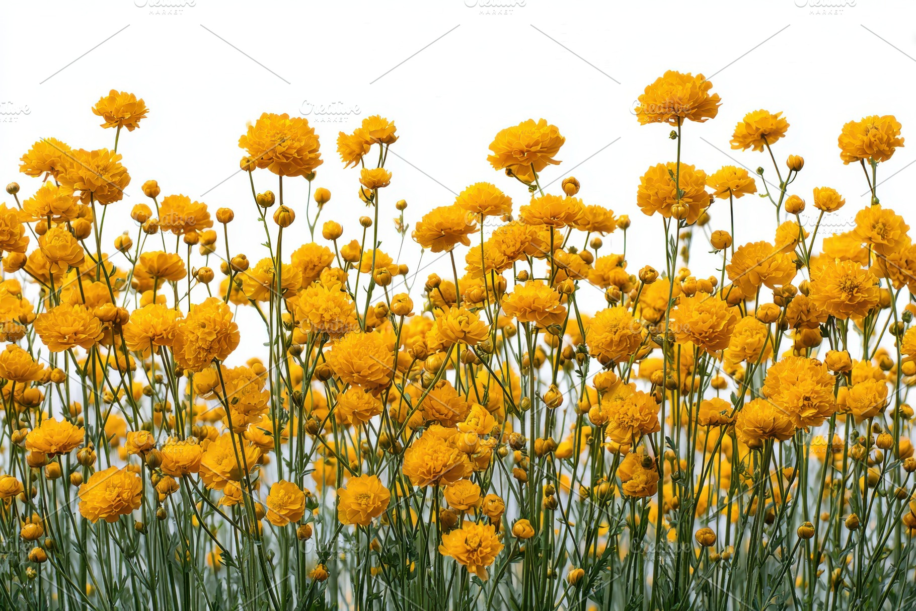 Vibrant Yellow Globeflowers Blooming, a Photo by Pixeness Studio