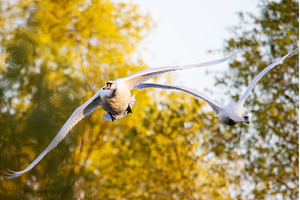 Two Majestic White Swans Flying, an Animal Photo by Pakosta