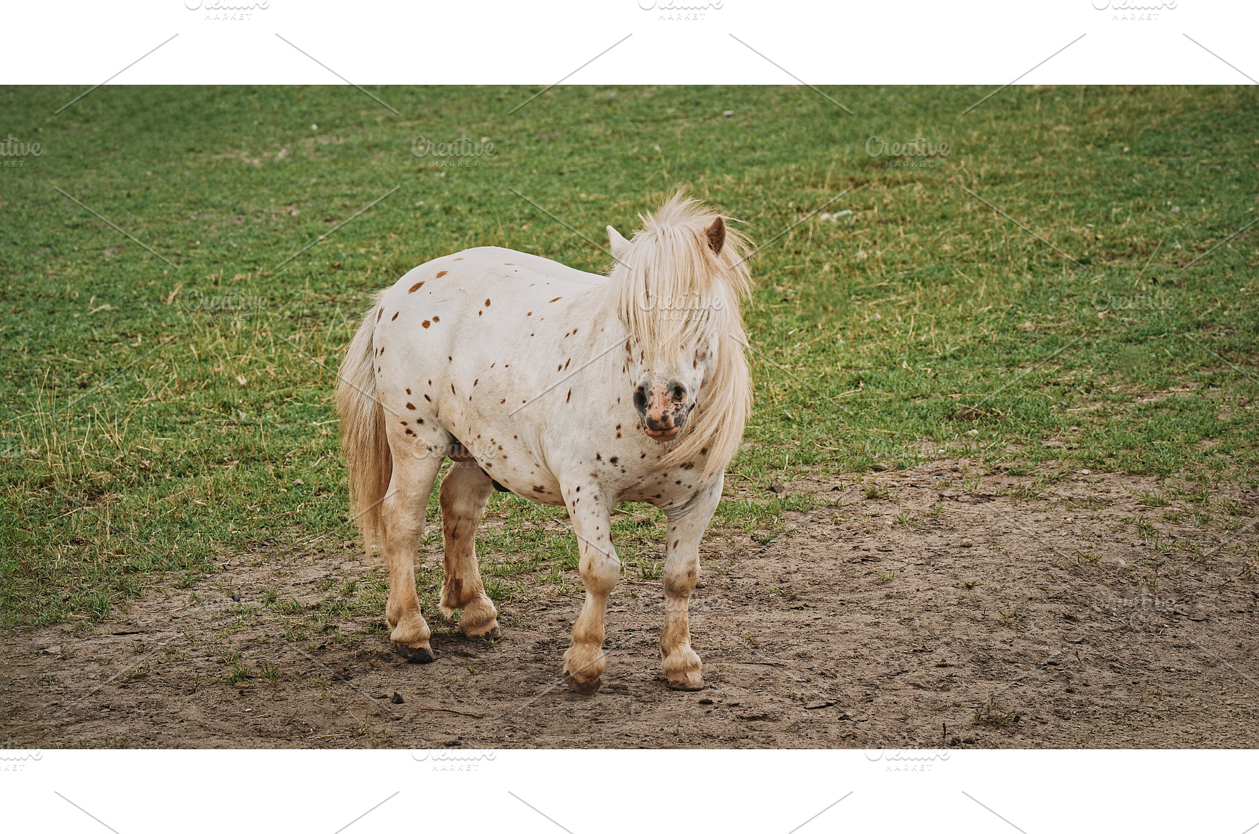 Charming spotted pony standing on, an Animal Photo by Our Amazing World