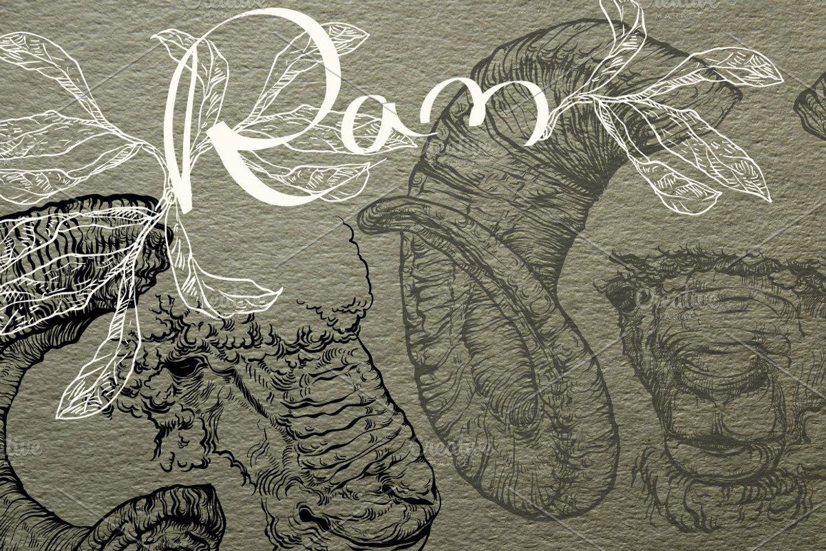 Hand drawn Ram, an Animal Illustration by ArtOwl (Photo 1 of 5)