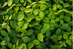 Soybean plants leaves close up on a, a Nature Photo by volodymyrshtun13795