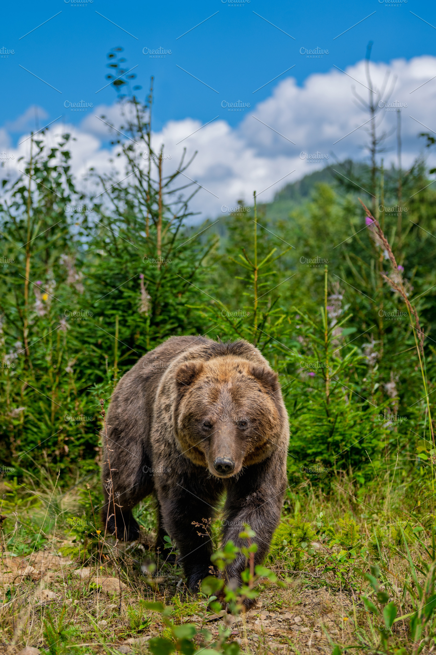 Bear in forest, an Animal Photo by Byrdyak