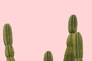Candy Pop Plants Stock Photos, a Nature Photo by Dee Andreoli Photography (Thumbnail 4 of 5)