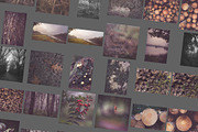 Faded Autumn Forest 31 Photo Pack preview 3