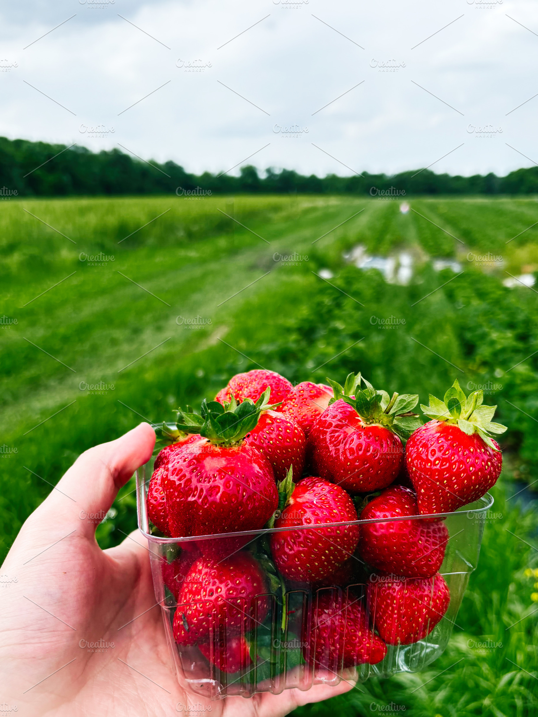 Fresh strawberries in a clear container held outdoors on a sunny Indiana farm f, a Photo by AS photostudio