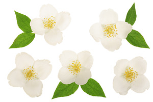 Jasmine flower decorated with green leaves isolated on white background, a Nature Photo by NataPhoto