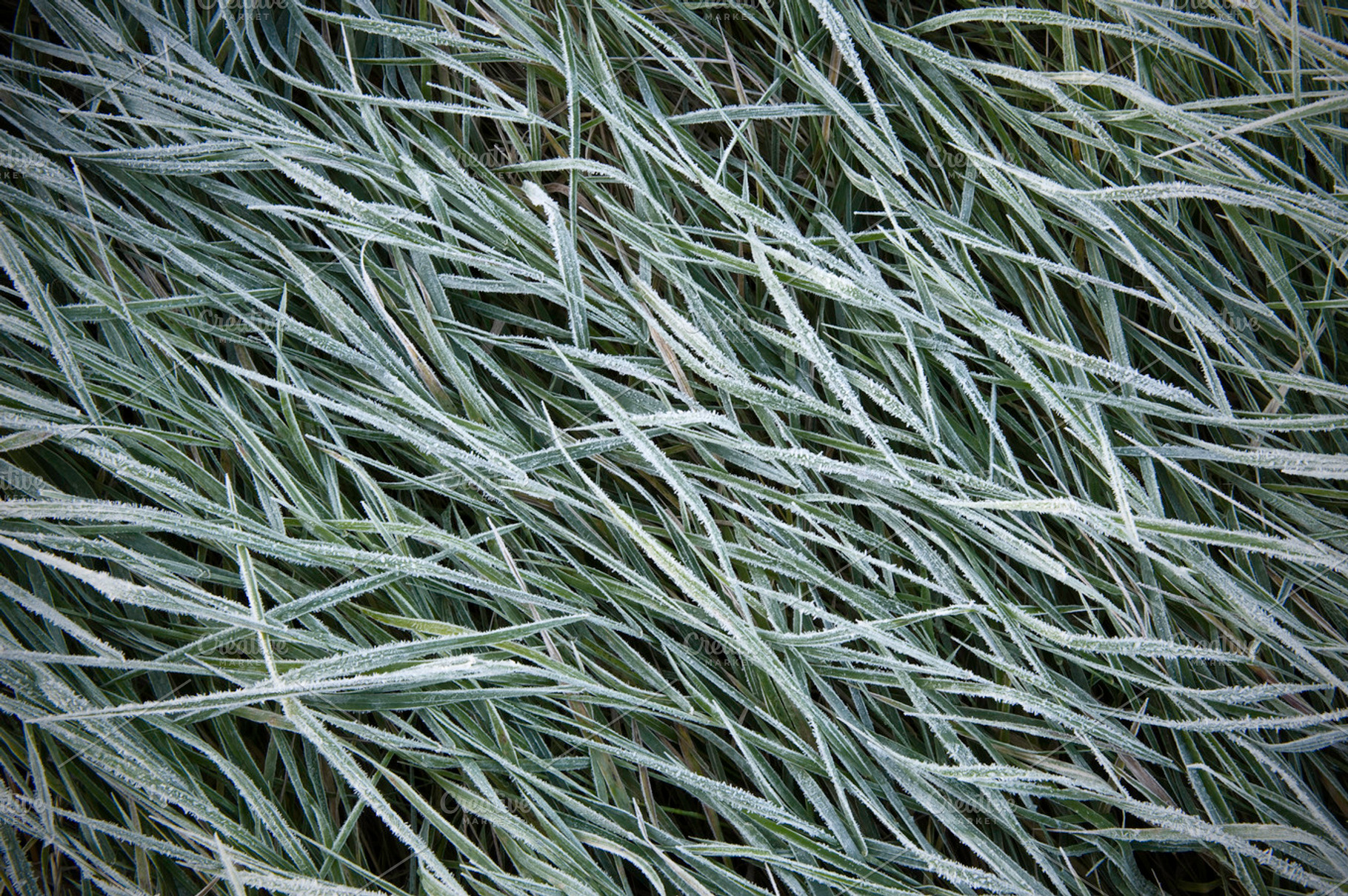 Frozen Grass Containing Grass Green And Winter