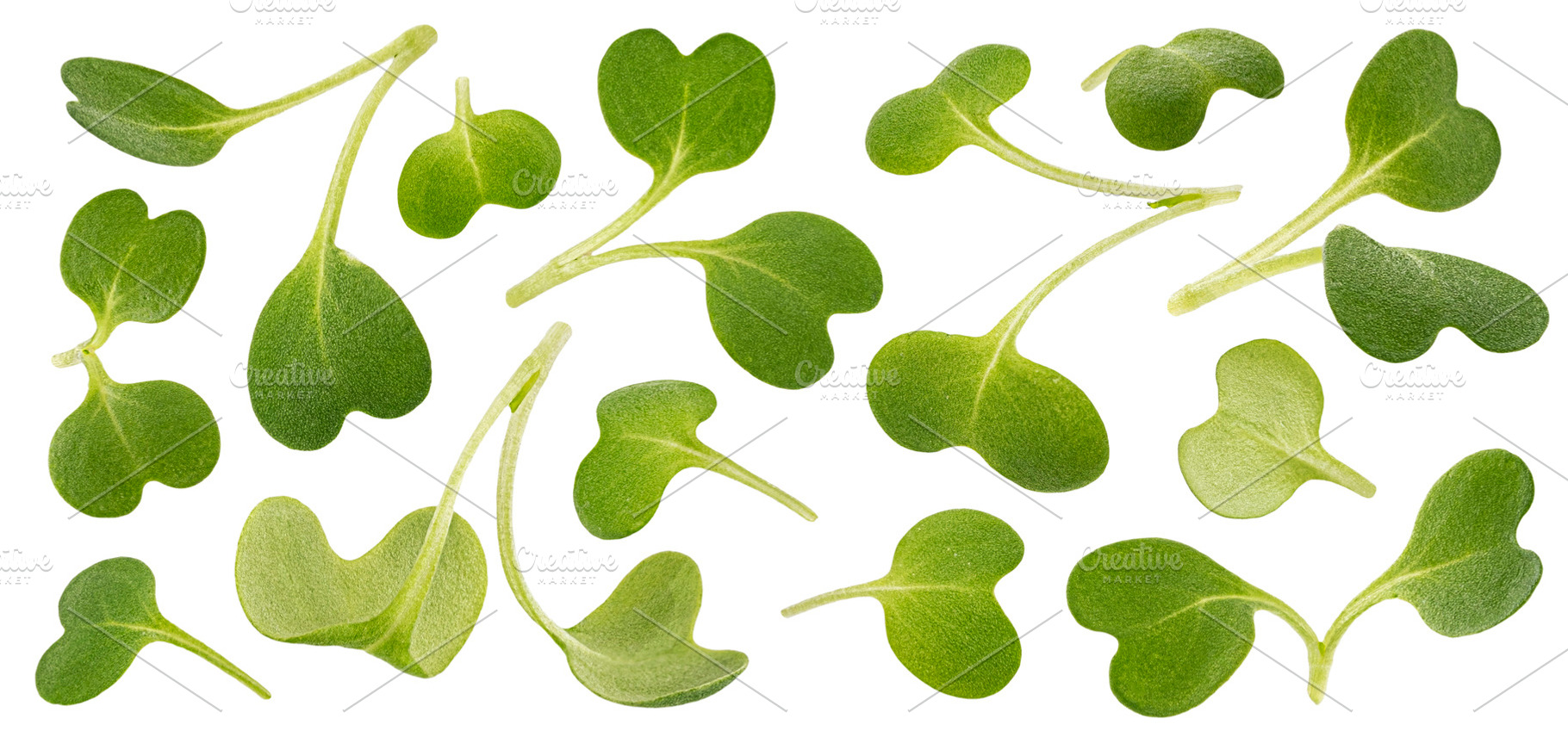 Microgreen leaves, arugula sprouts, a Food & Drink Photo by Max Lashcheuski