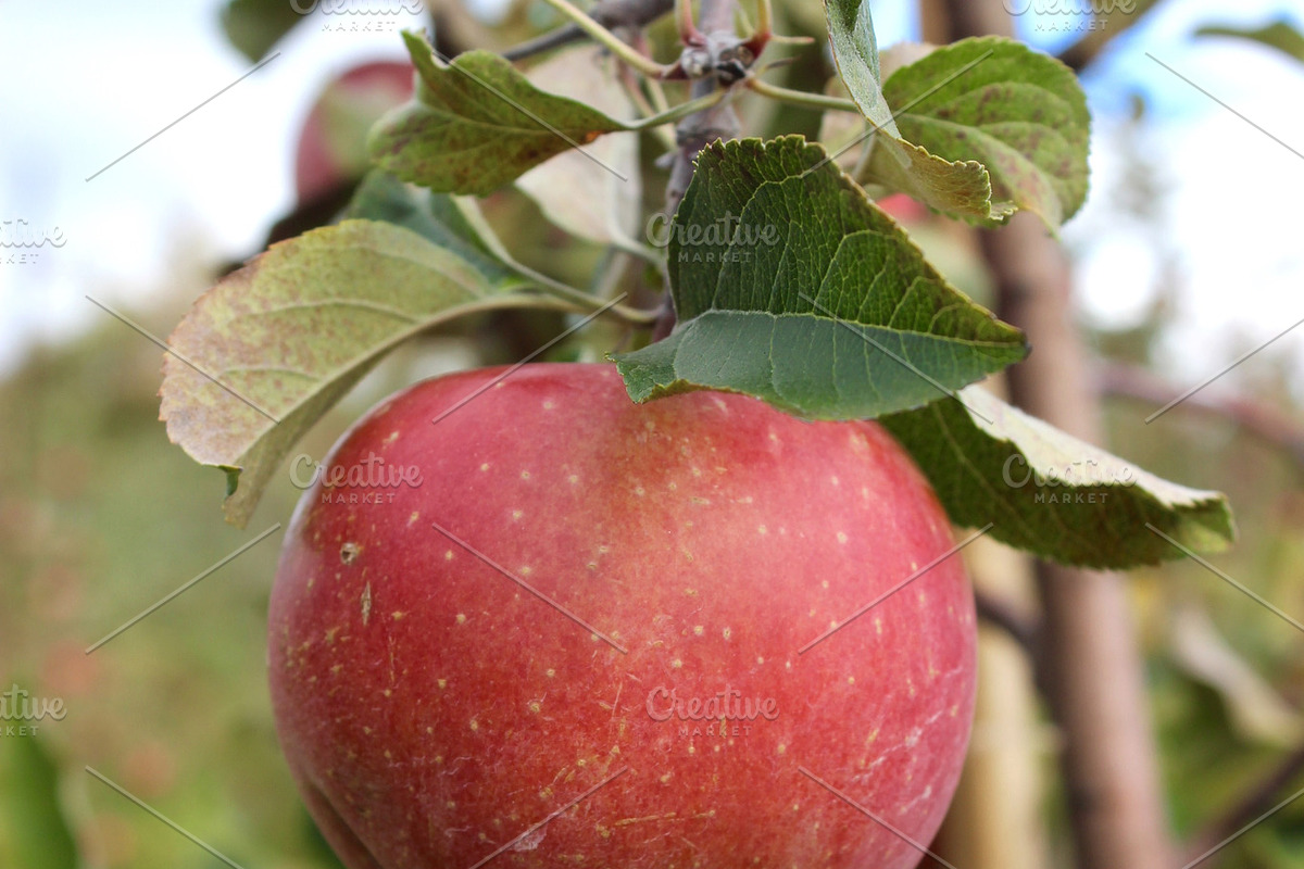 Fall Apple Picking - 10 Stock Photos, a Nature Photo by RIK Photography (Photo 7 of 8)