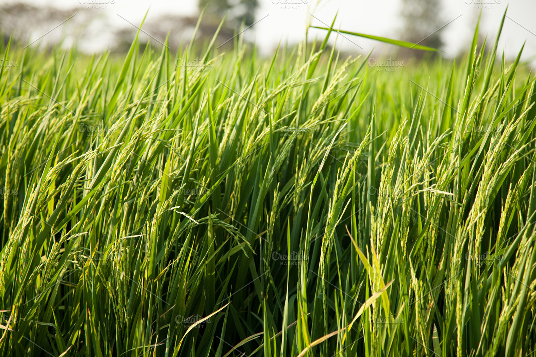 Rice and rice fields containing agriculture, asia, and asian, a Nature Photo by a454