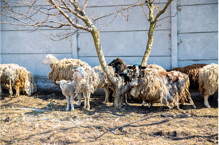 not sheared sheep in the yard, an Animal Photo by yanadjana
