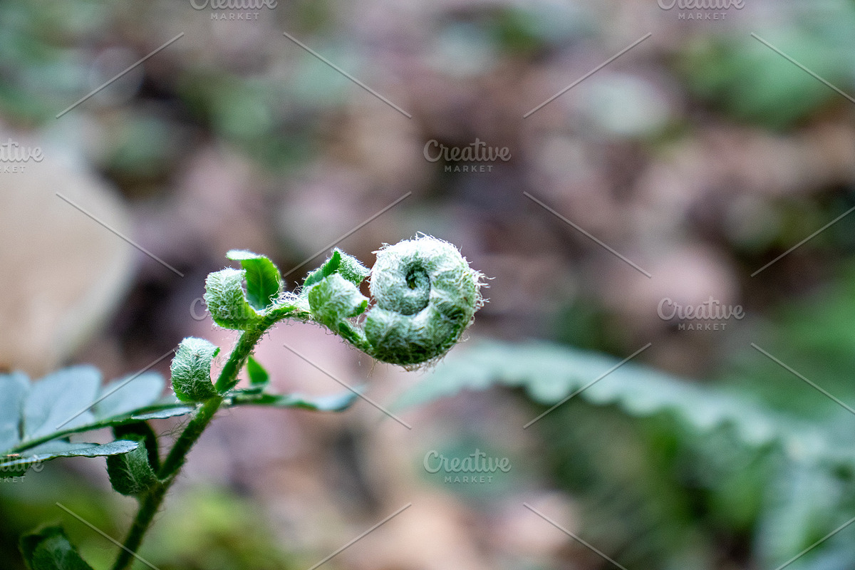 Mushrooms In The Forest Photography, a Nature Photo by Full Circle Design Studio (Photo 25 of 38)