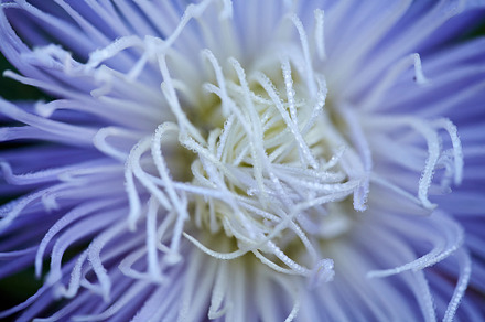Dew drops on the flower petals. Close-up image of the purple flower Aster, a Nature Photo by Rohan Photography