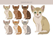 Singapura cat, an Animal Illustration by pet design shop (Thumbnail 4 of 6)