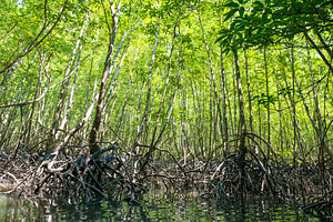 Tropical mangrove forest, a Nature Photo by Vapi