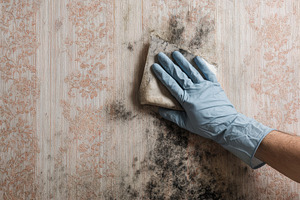 Cleaning process of mold from, a Photo by Pavel_design