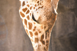 Giraffe Portrait