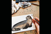 Seals - watercolor set, an Animal Illustration by KatBranchArt (Thumbnail 4 of 6)