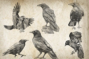 Crow Illustration Engraving Pack, an Illustration by Adan F Maruciel (Thumbnail 5 of 5)