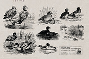 Vintage Bundle 2500+ Free Update, an Animal Illustration by Retro Machine (Thumbnail 170 of 170)