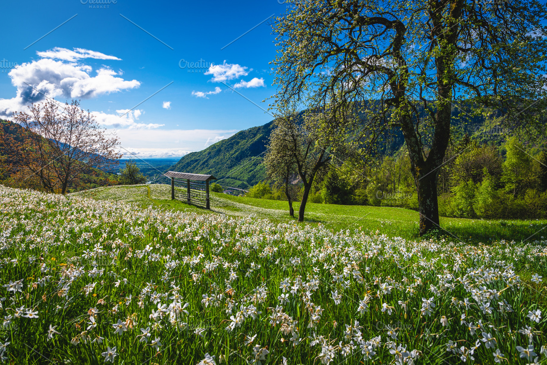 Blooming white daffodil flowers, a Nature Photo by Alpine Dreams