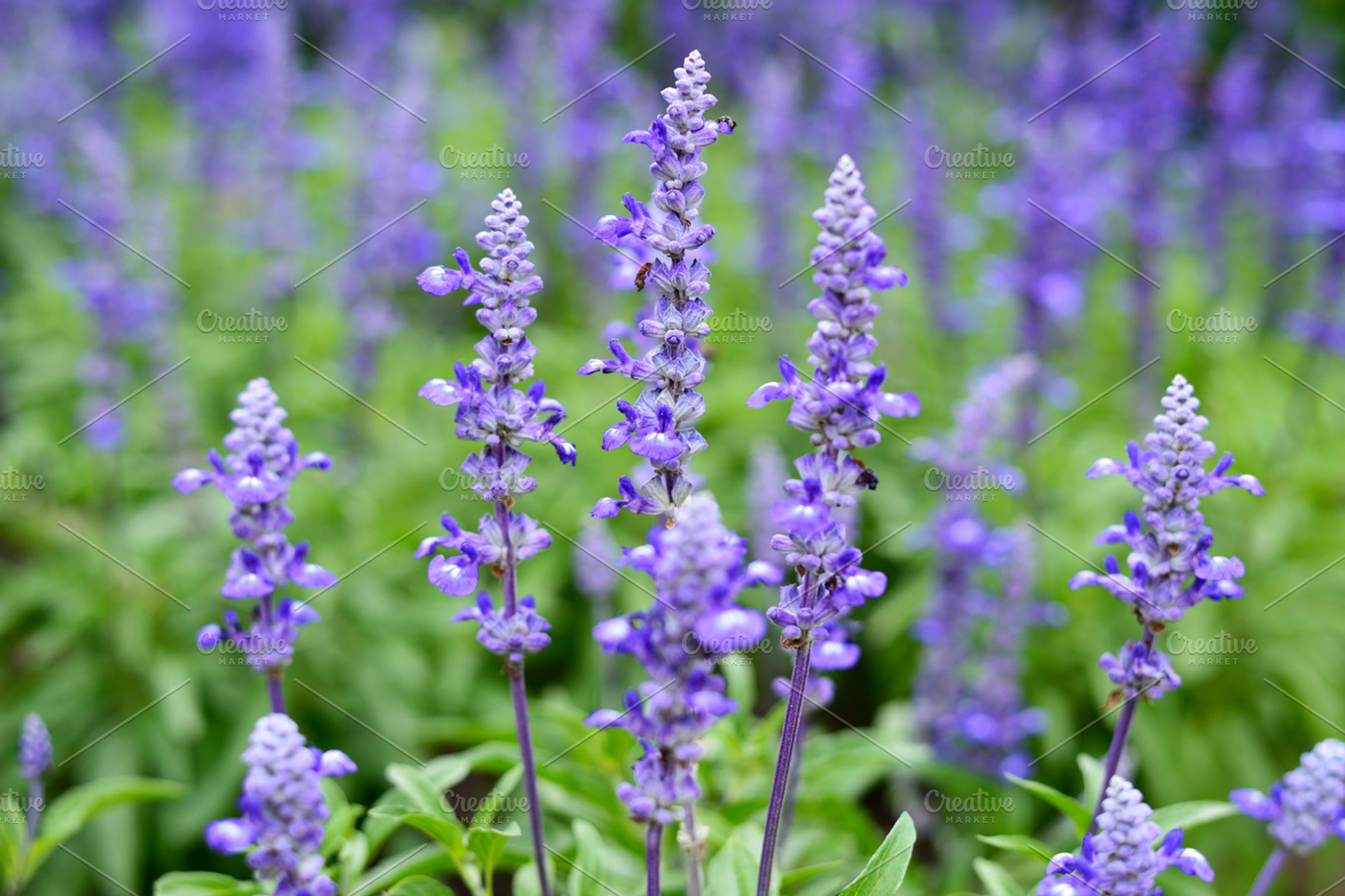 Lavender containing lavender, flowers, and violet