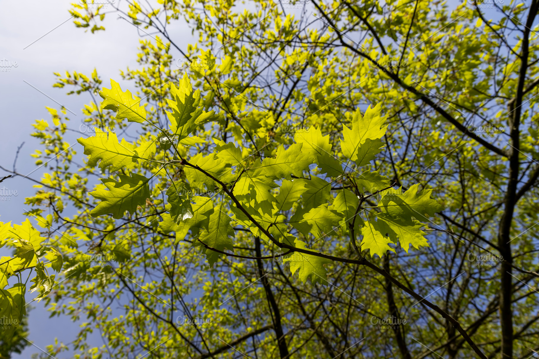 new oak foliage in sunny weather, part of an oak tree with new foliage that gre, a Photo by rsoollAI