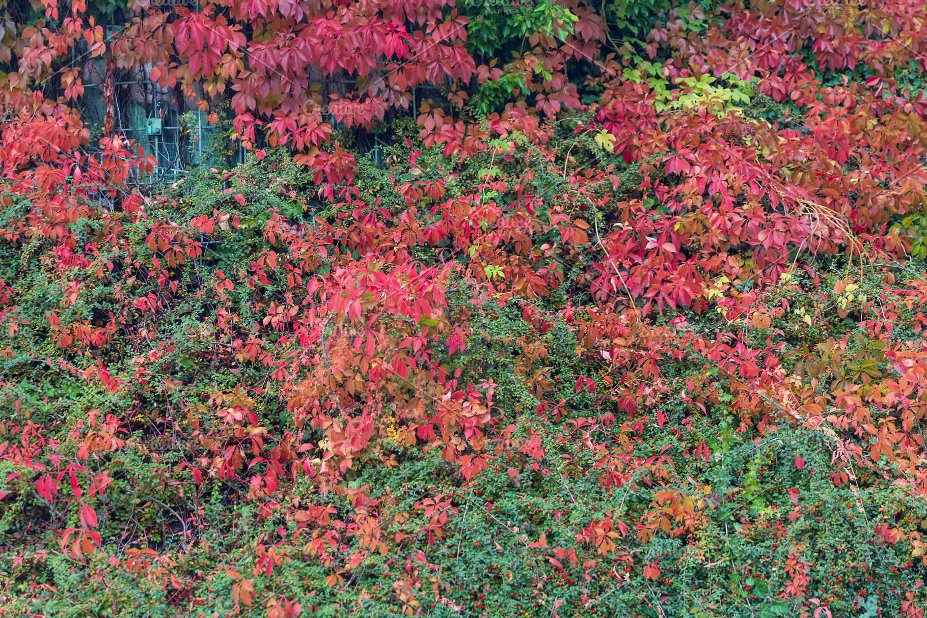 Autumn Foliage Background of Red, an Abstract Photo by Imaginarium
