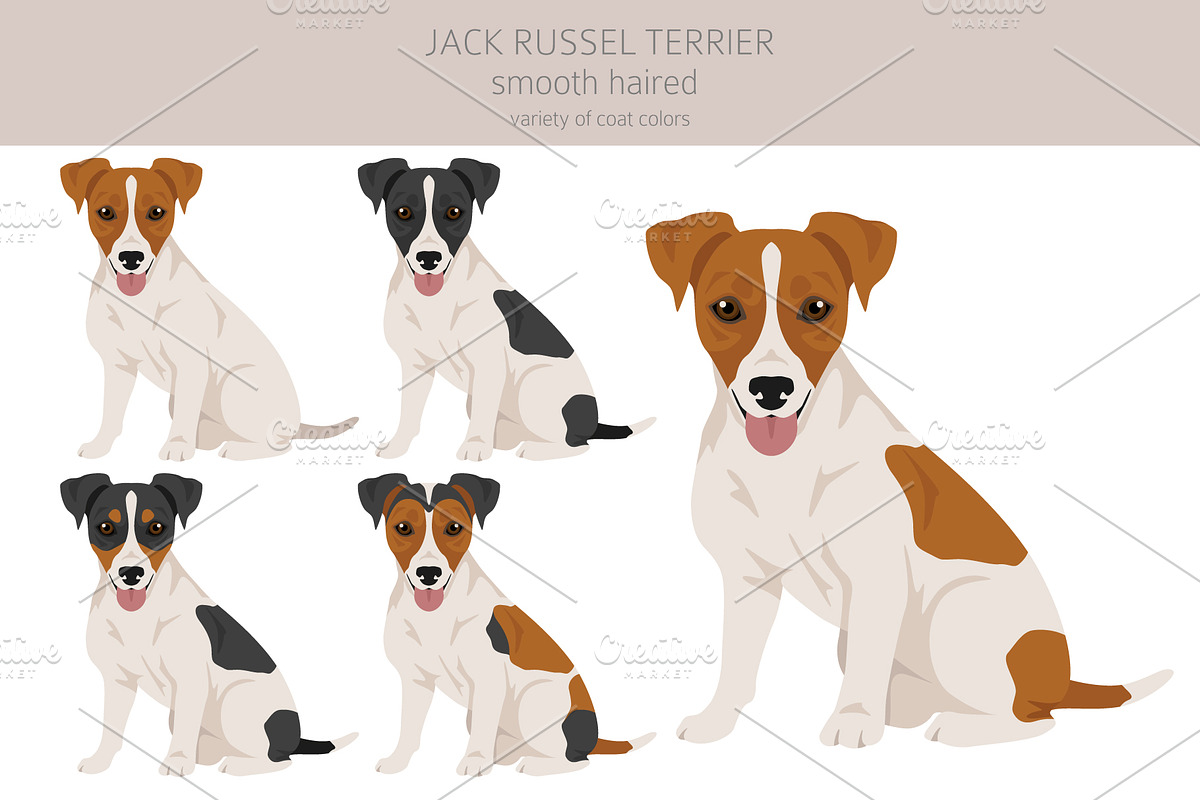 Jack Russel Terrier smooth-haired, an Animal Illustration by pet design shop (Photo 3 of 6)