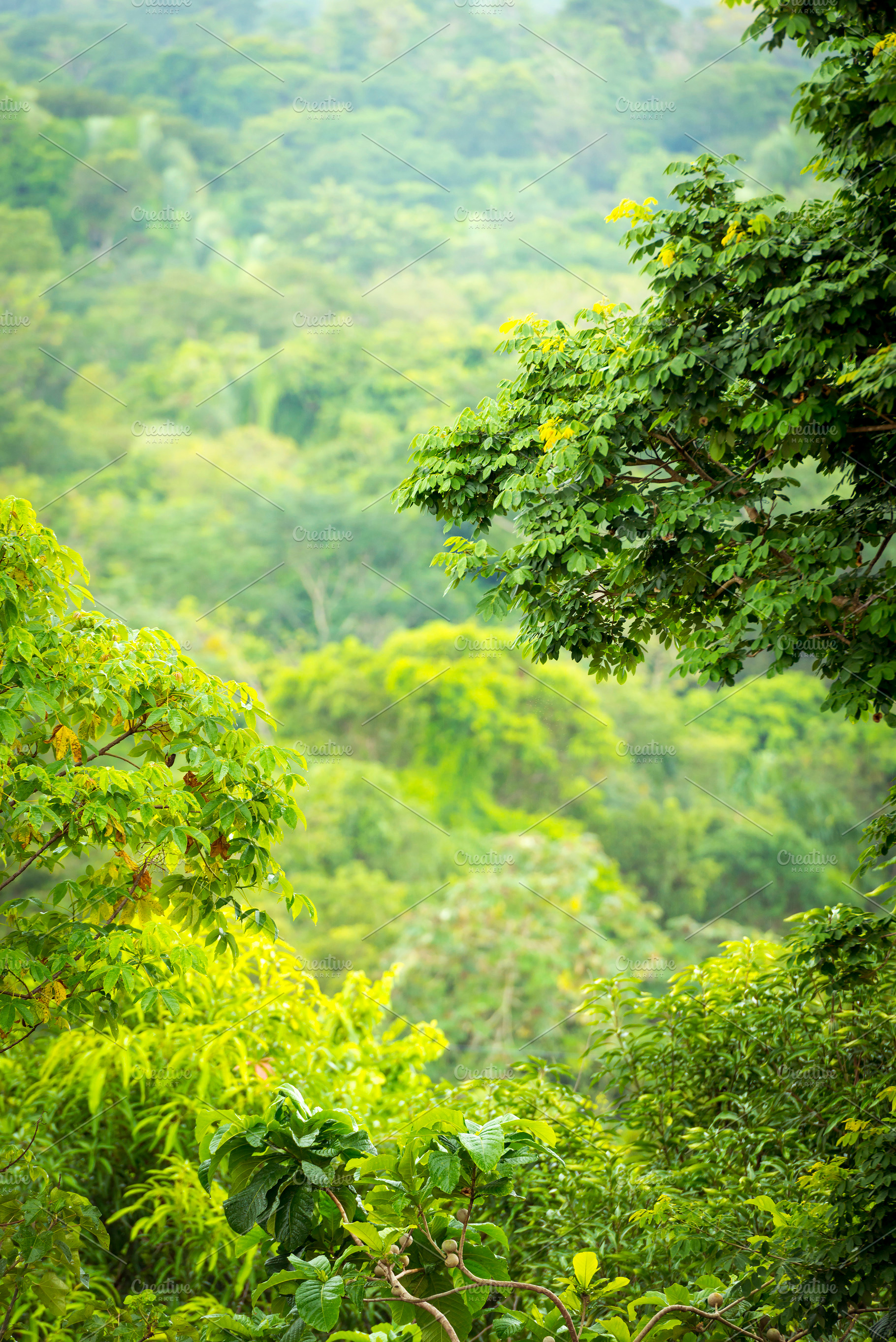 Green Jungle Views Mexico, a Nature Photo by THP Creative