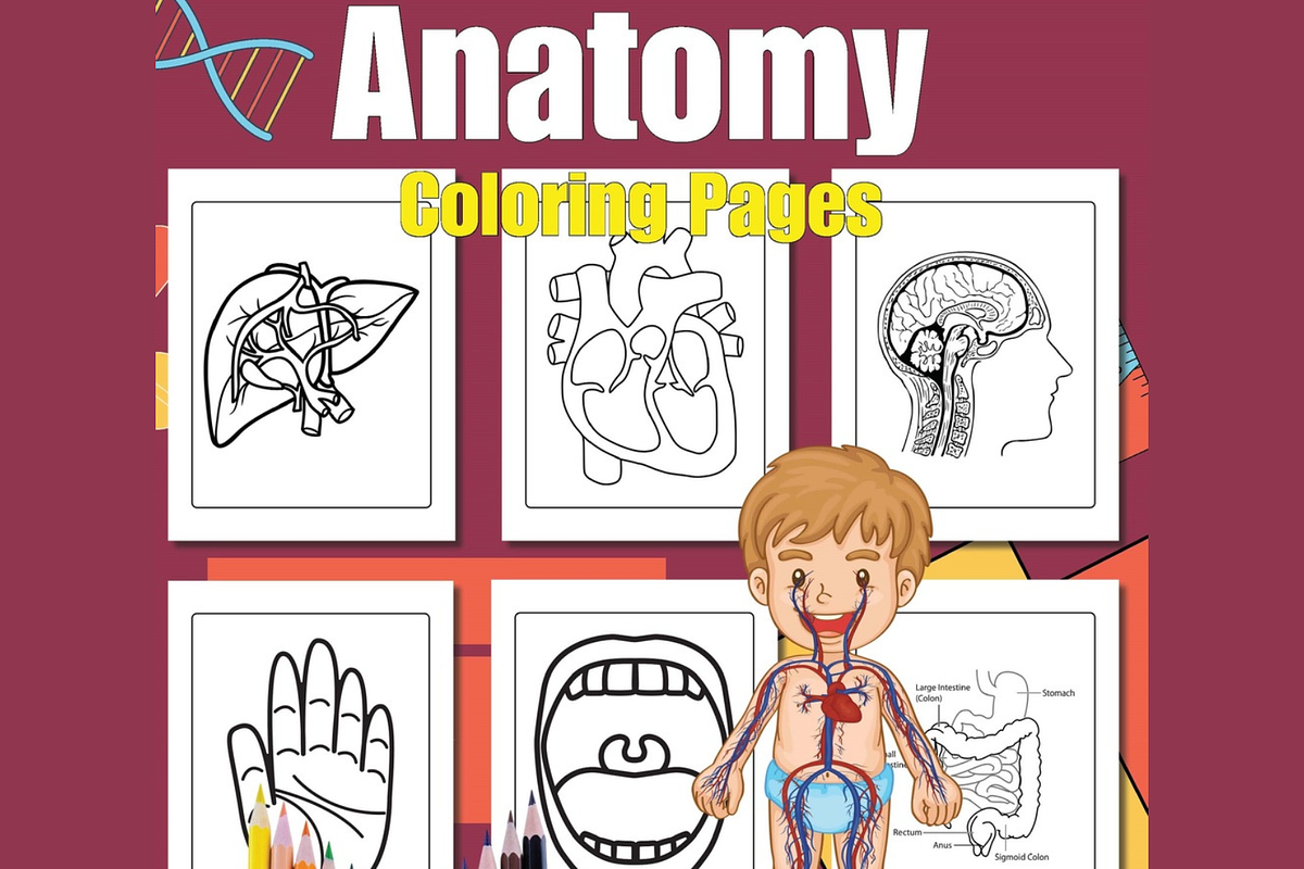 Anatomy Coloring Pages for kids, an Education Illustration by Sourcedigi (Photo 1 of 3)