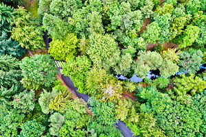 Aerial view of trees and a road in containing forest, vosges, and france, a Nature Photo by Leonid Andronov