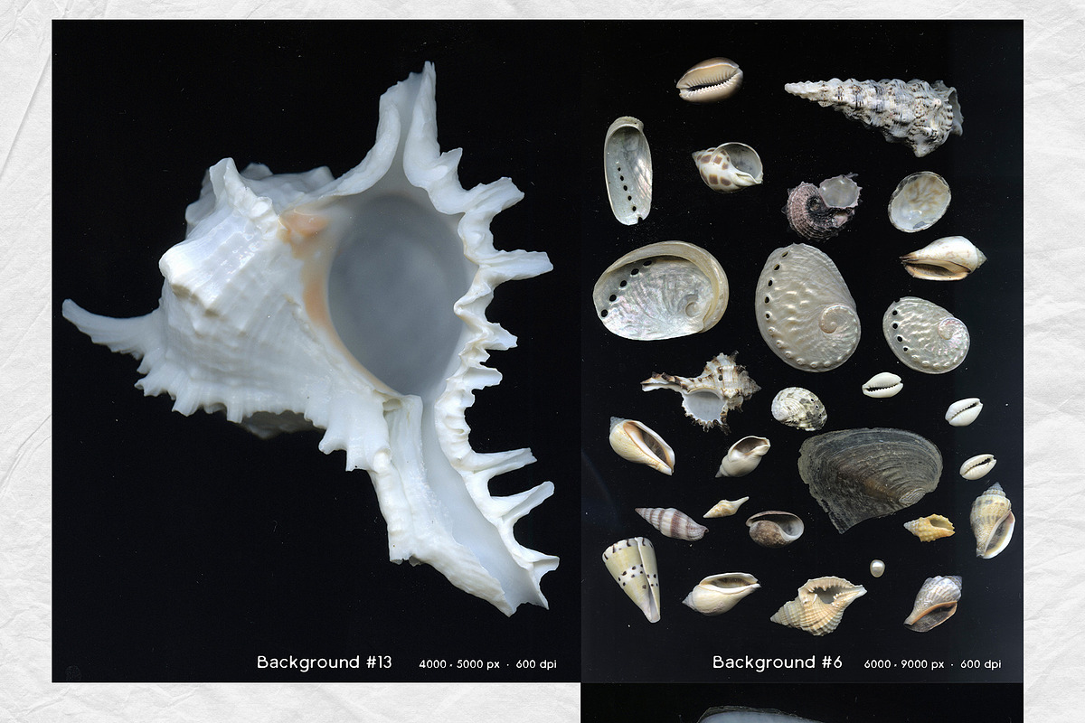 Sea Relics: Objects & Backgrounds, an Object Graphic by Purple (Photo 6 of 14)