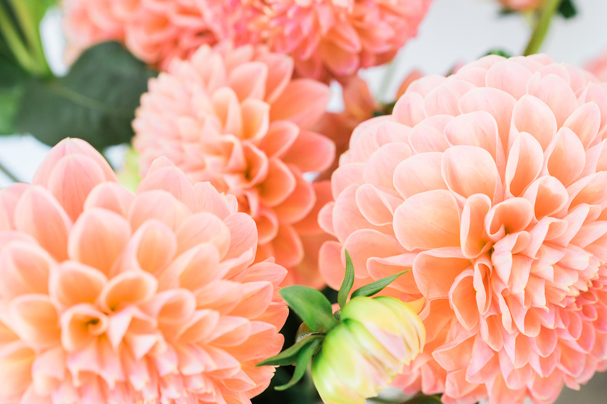Dahlia Floral Styled Stock Images, a Social Media Template by LaPorte Images (Photo 4 of 4)