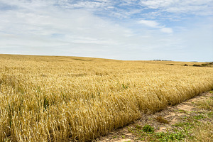 Grain Fields South Australia, a Nature Photo by THP Creative