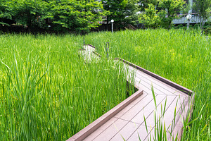 Wooden walkway through tall grass in Tennoji Park, Osaka, a Nature Photo by GoodGoods