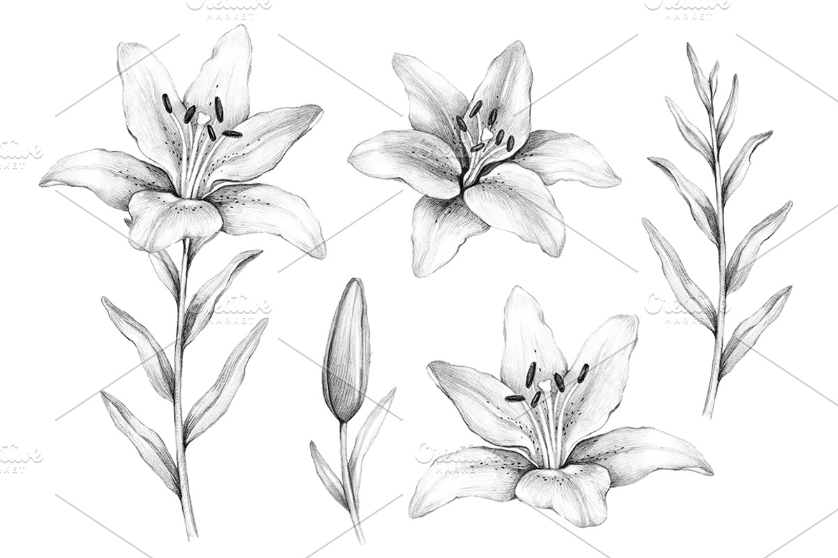 Illustrations of Lilies, a Texture Illustration by Sundra (Photo 7 of 10)