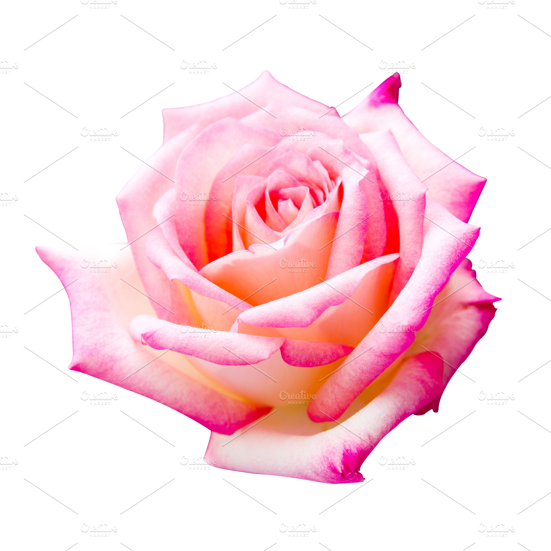 Beautiful pink rose featuring rose, pink, and isolated, a Nature Photo by rakoptonLPN