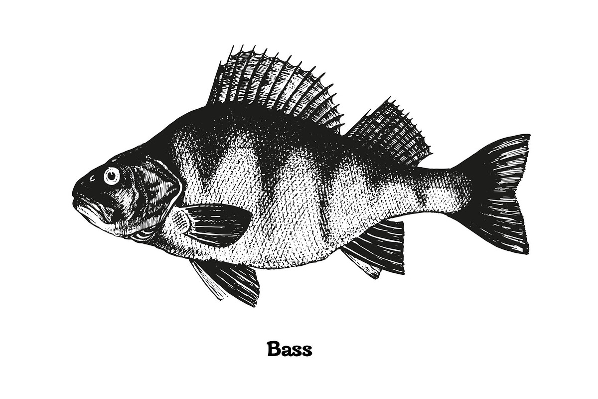 Fish collection, part 2, a Food Illustration by ZotovShop (Photo 5 of 11)