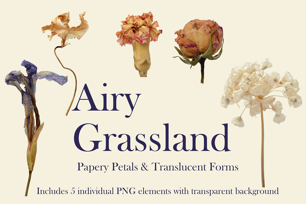 Airy Grassland — Papery Petals & Tra, an Object Graphic by Aga Silva (Photo 5 of 7)