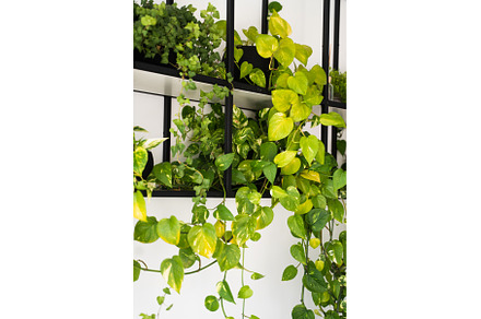 Green pothos plant with yellow