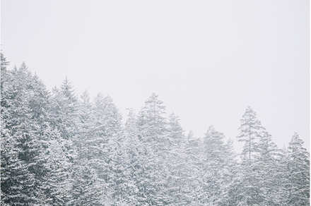 Pines And Spruces, Fir-trees Covered, a Nature Photo by Our Amazing World