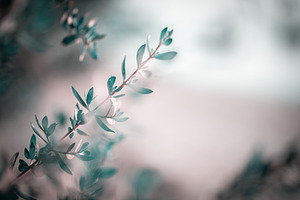 Tree brunch containing trendy, decorative, and tropical leaves