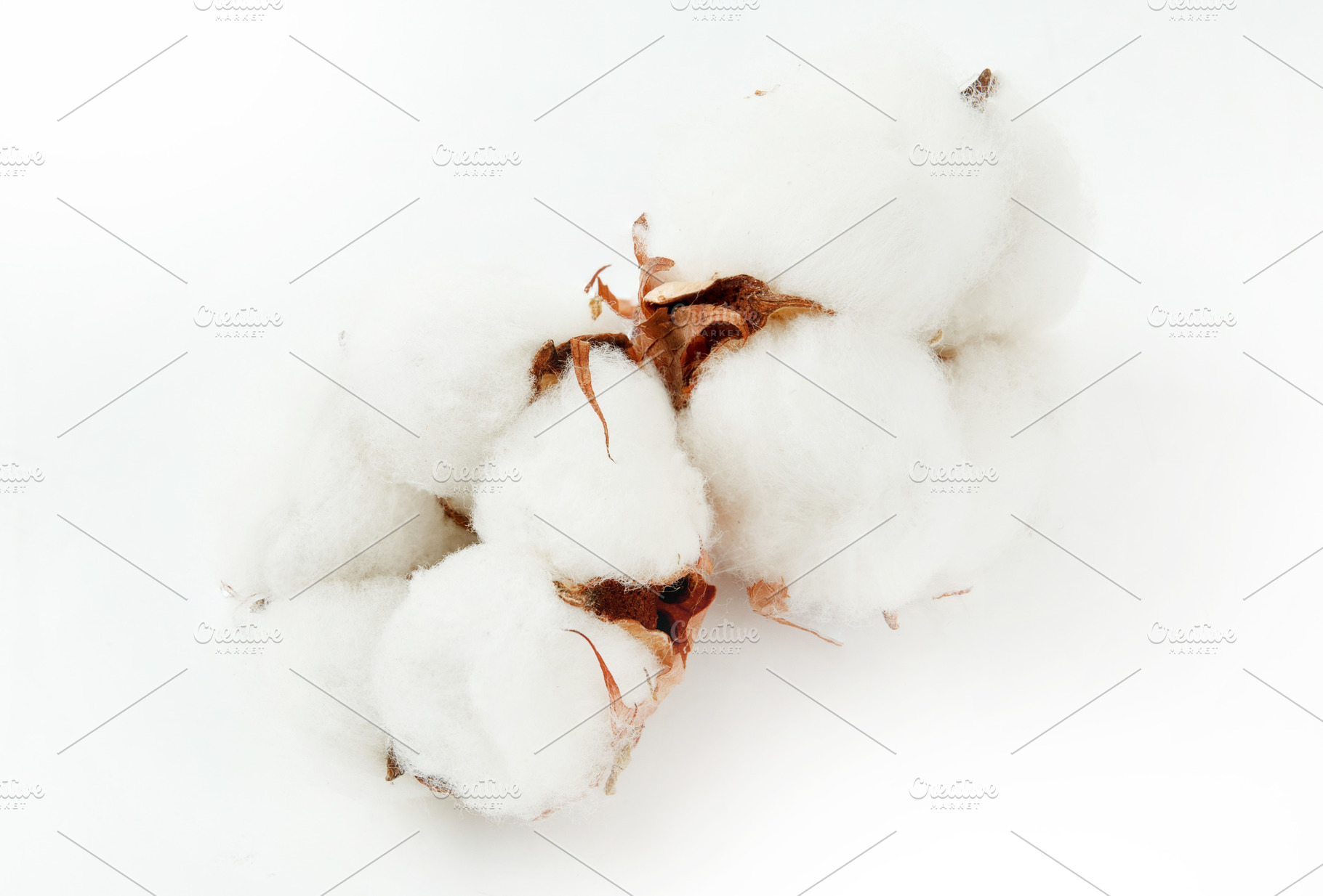 Cotton plant flower isolated, a Background Photo by OleksandrRybitskyi