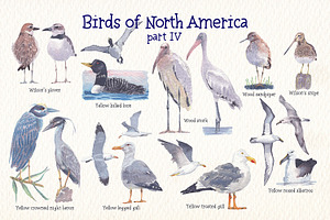 Birds Of North America Part 4