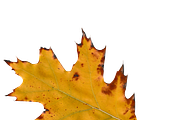 Autumn Leaves PNG, an Object Graphic by Kate Creative Studio (Thumbnail 3 of 3)