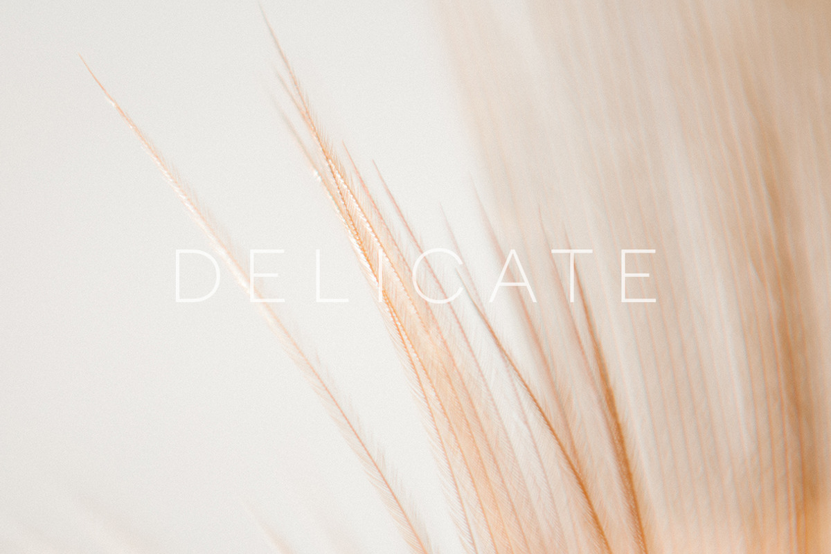 Delicate | 20 Feather Photos, a Nature Photo by Melanie Helena (Photo 12 of 20)